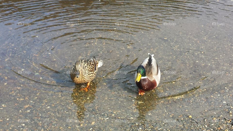 couple ducks