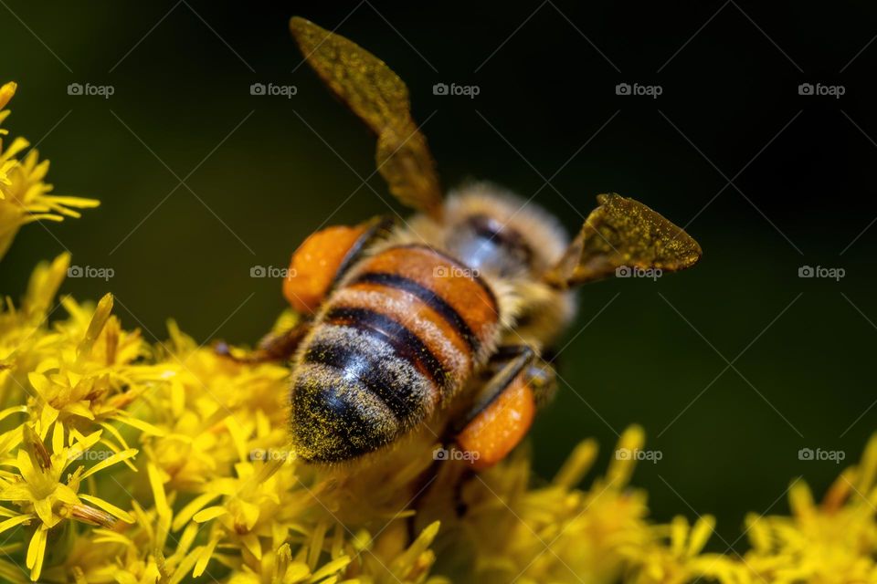 Macro of a honey bee butt. 