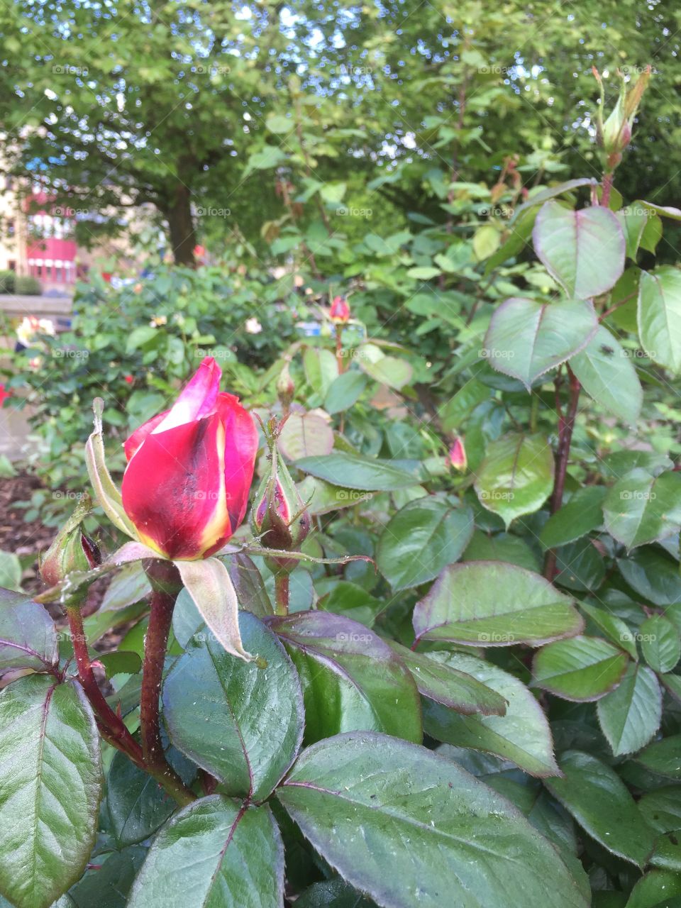 Leaf, No Person, Nature, Flower, Flora