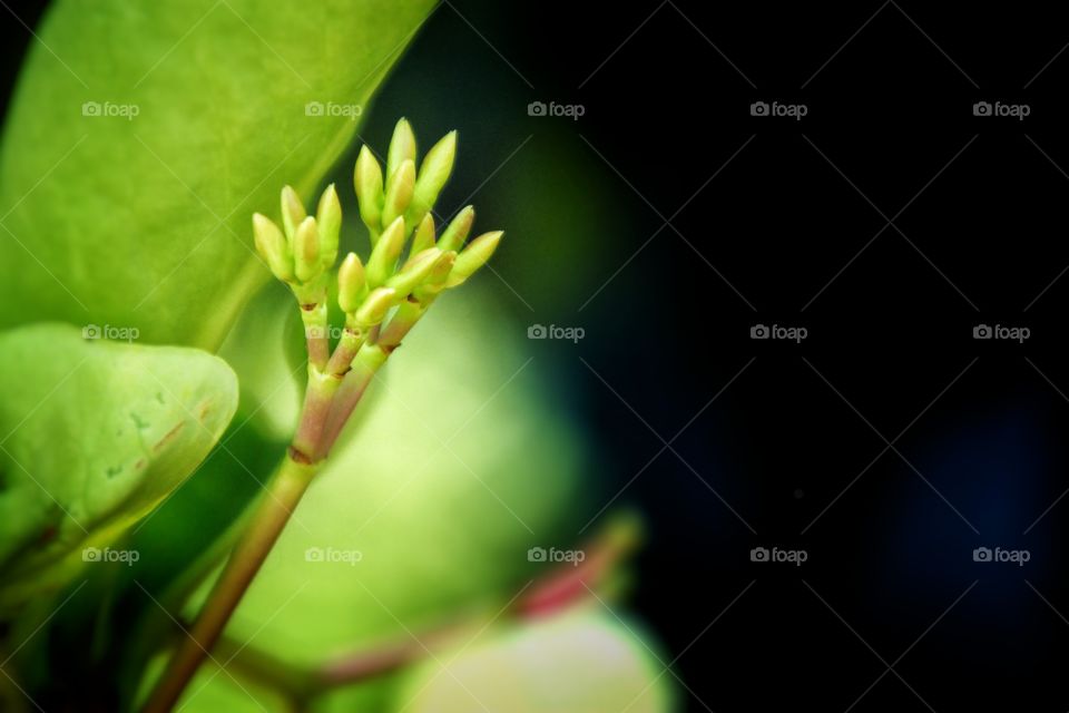 A bouquet of flowers is growing, preparing to bloom, showing beauty in the spring.  The tree provides fresh and fresh air. Flowers and plants.