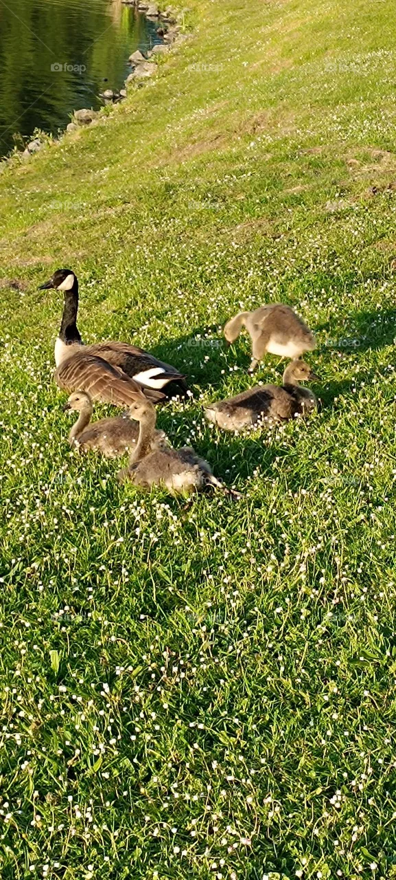 Duck walk , ducks