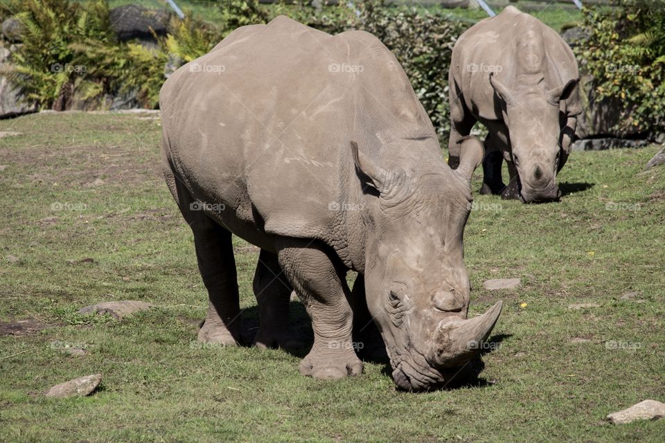 Two rhinos grazing - två noshörningar som betar gräs 