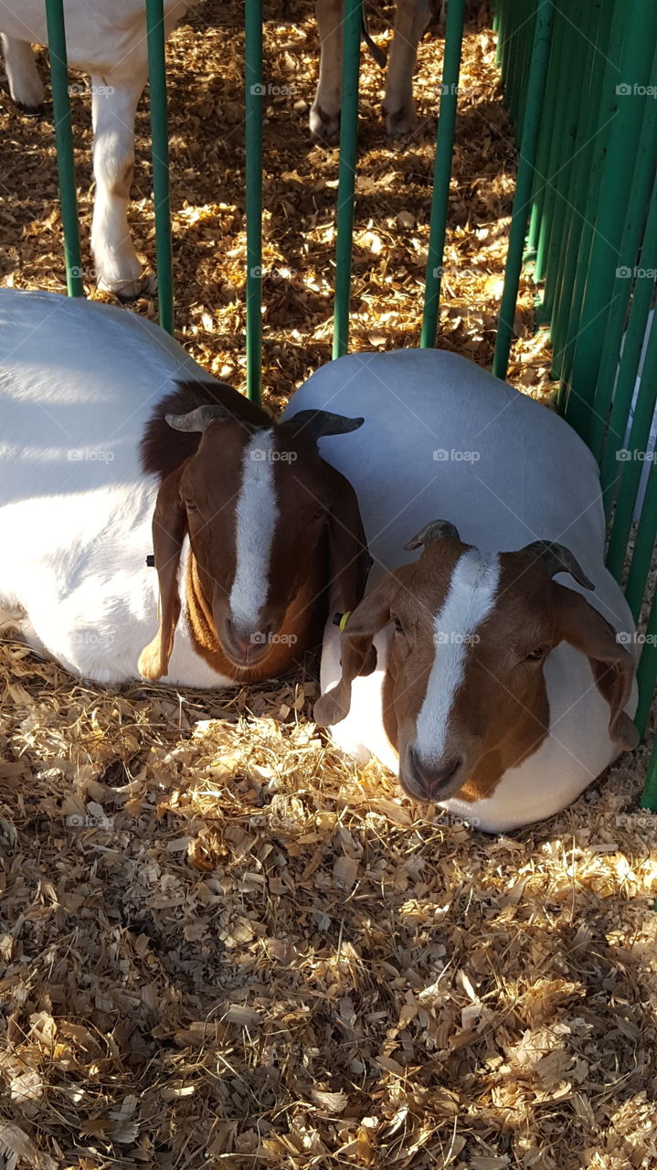 2 goats resting side by side