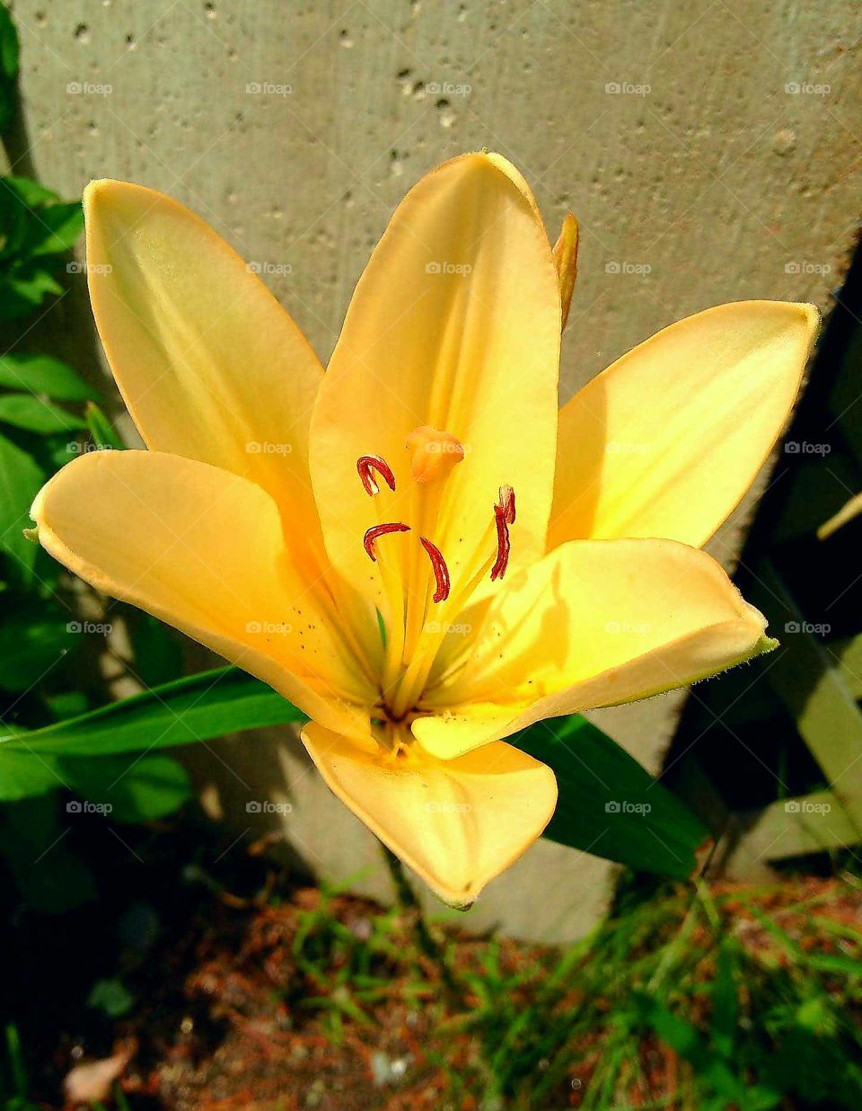 Yellow Lily, closeup, bright sun.