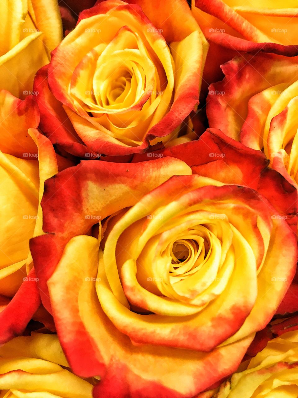 Yellow and orange roses 