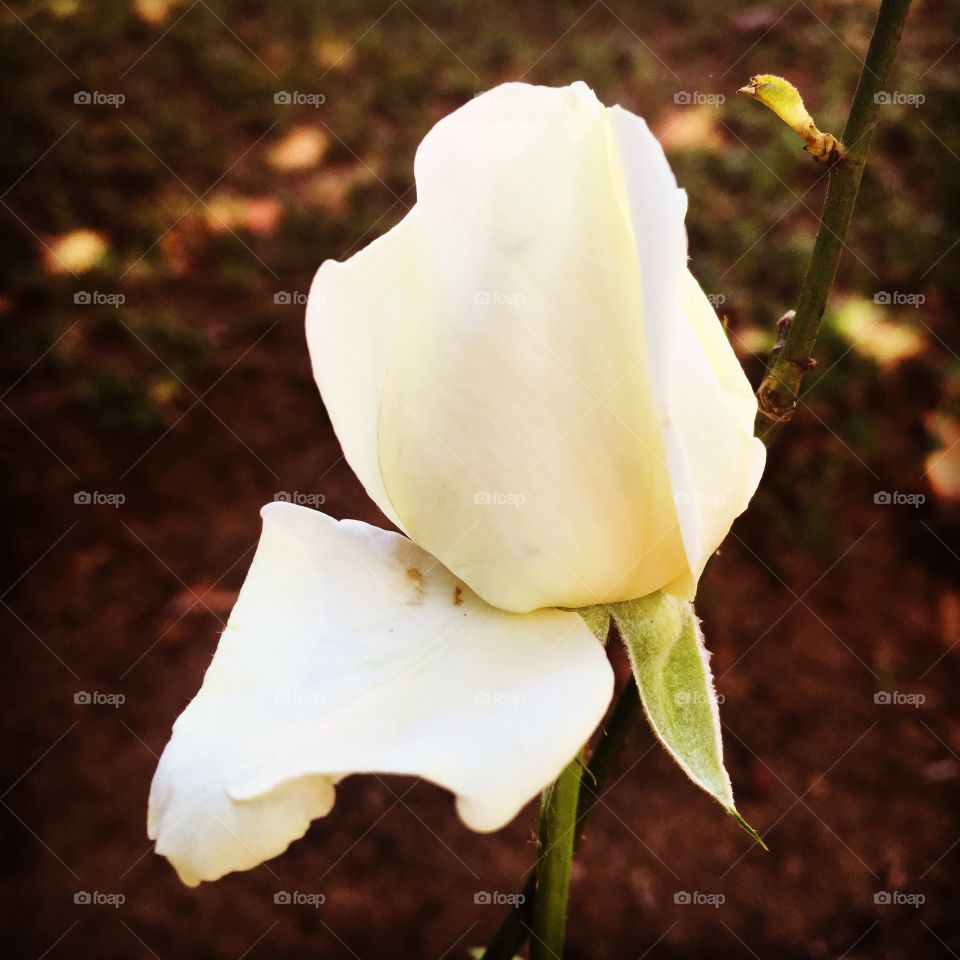 A beleza das rosas brancas, sob o sol do amanhecer! Obrigado pela beleza, dona Natureza!