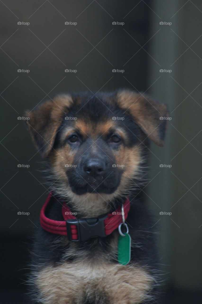 German shepherd puppy dog looking ahead cute puppy portrait