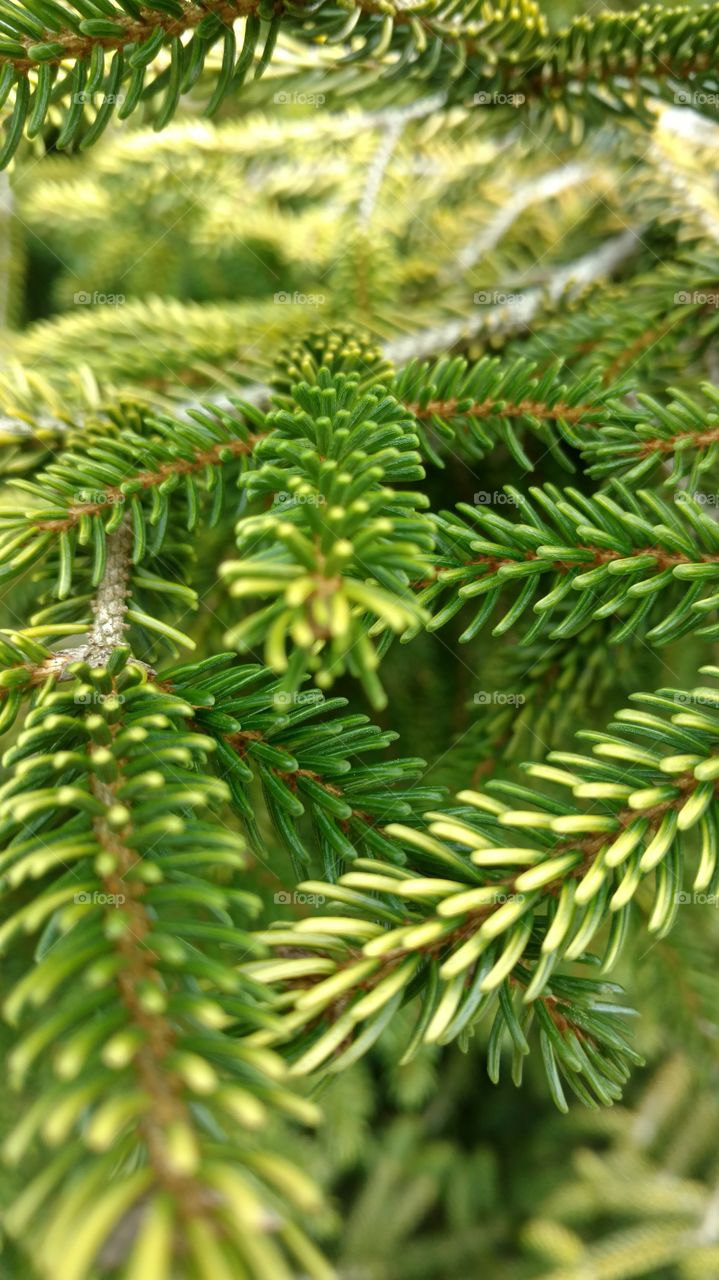 Tree, Winter, No Person, Pine, Needle