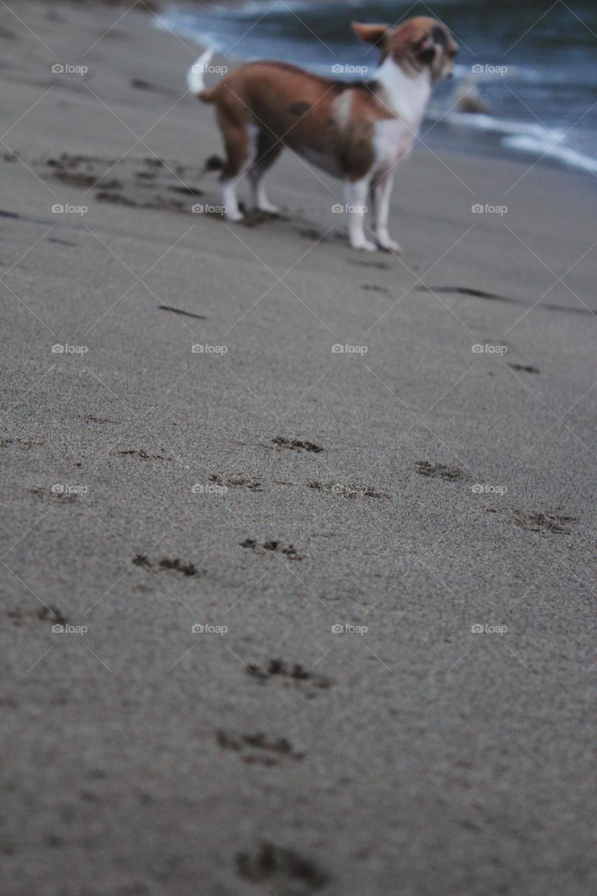 small footprints on the sand, small cute chihuahua dog