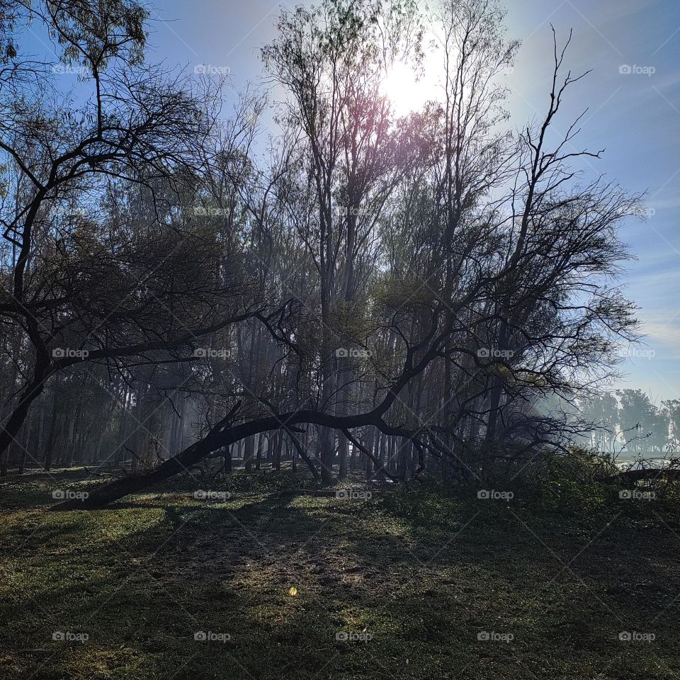 fallen tree in beautiful forest.