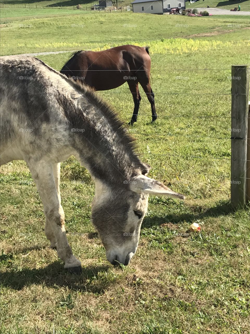 Friendly Mule 