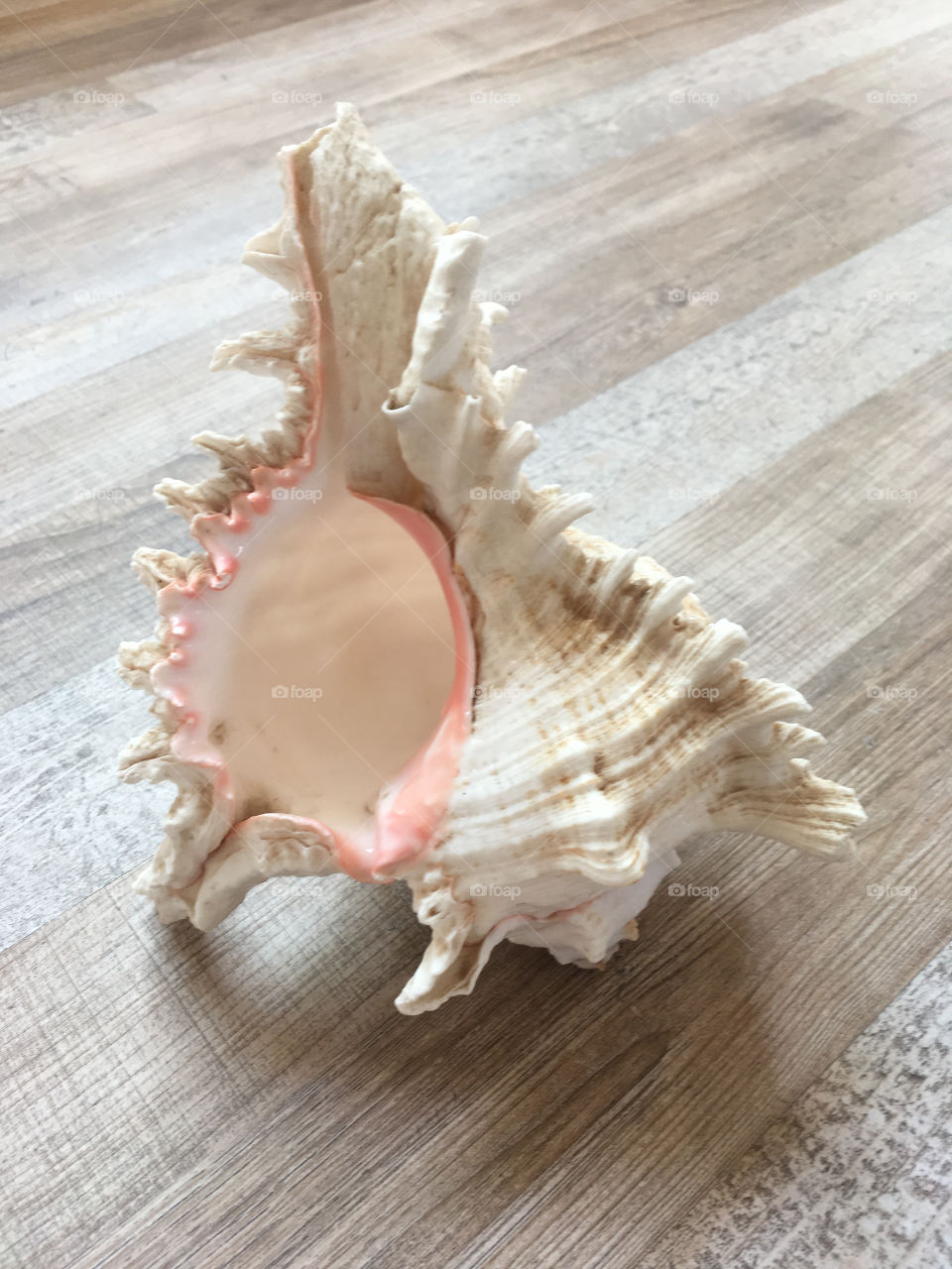 conch shell