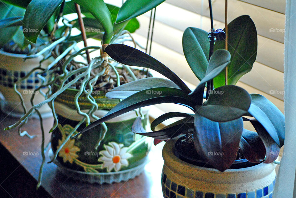 Close-up of houseplant