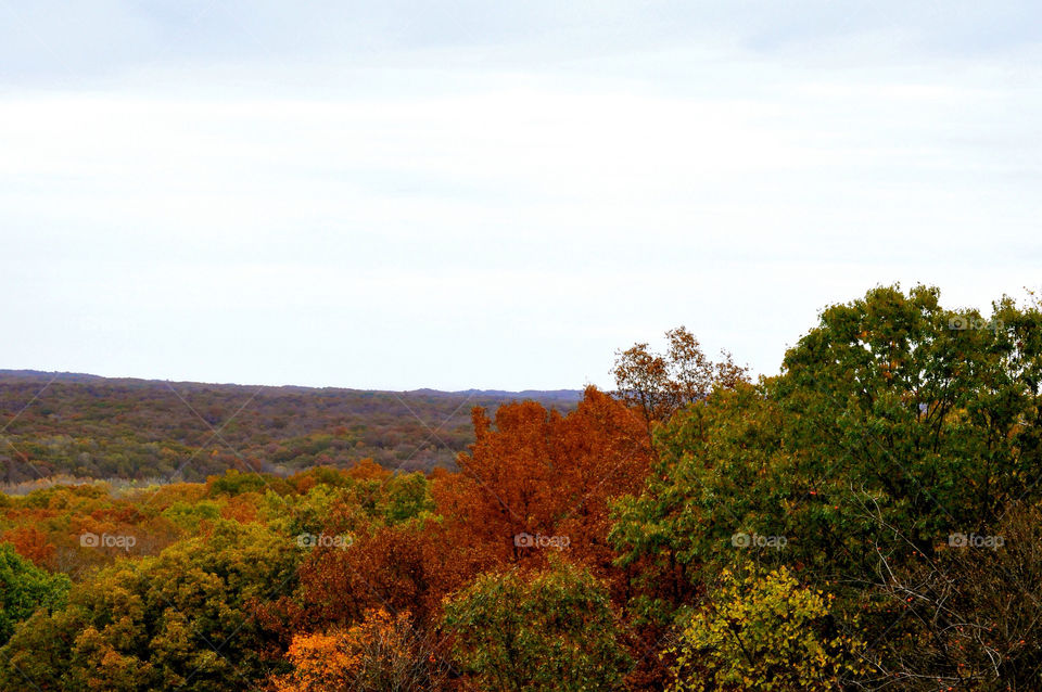 nature outdoors colors tree by refocusphoto