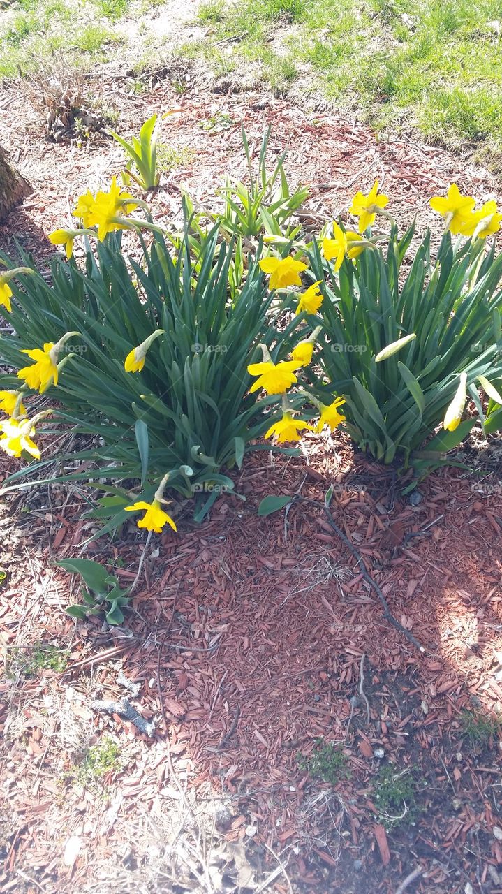 Daffodils day