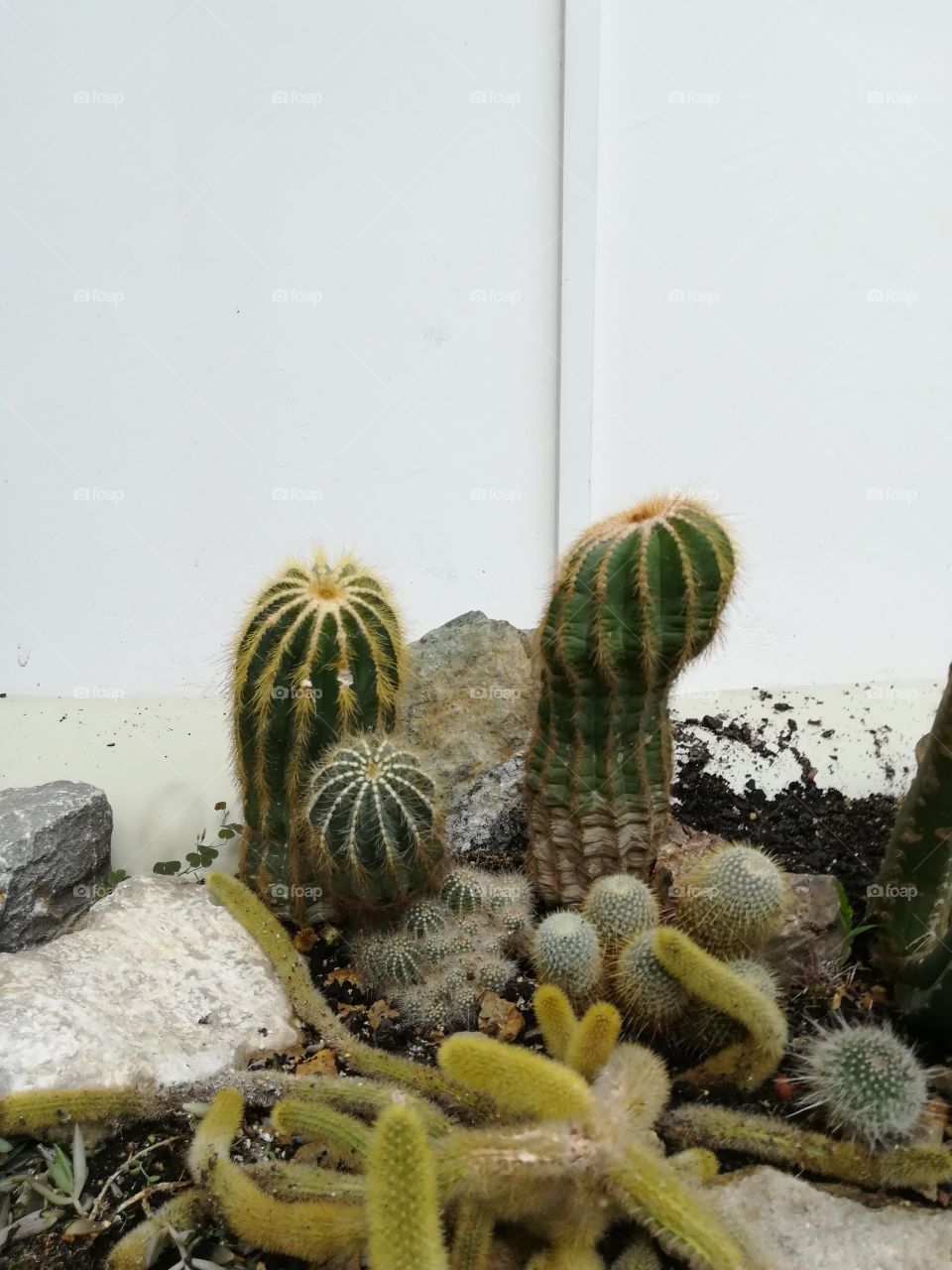 cactus