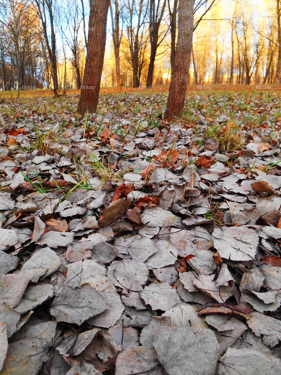 Fall, Leaf, Nature, Wood, Environment