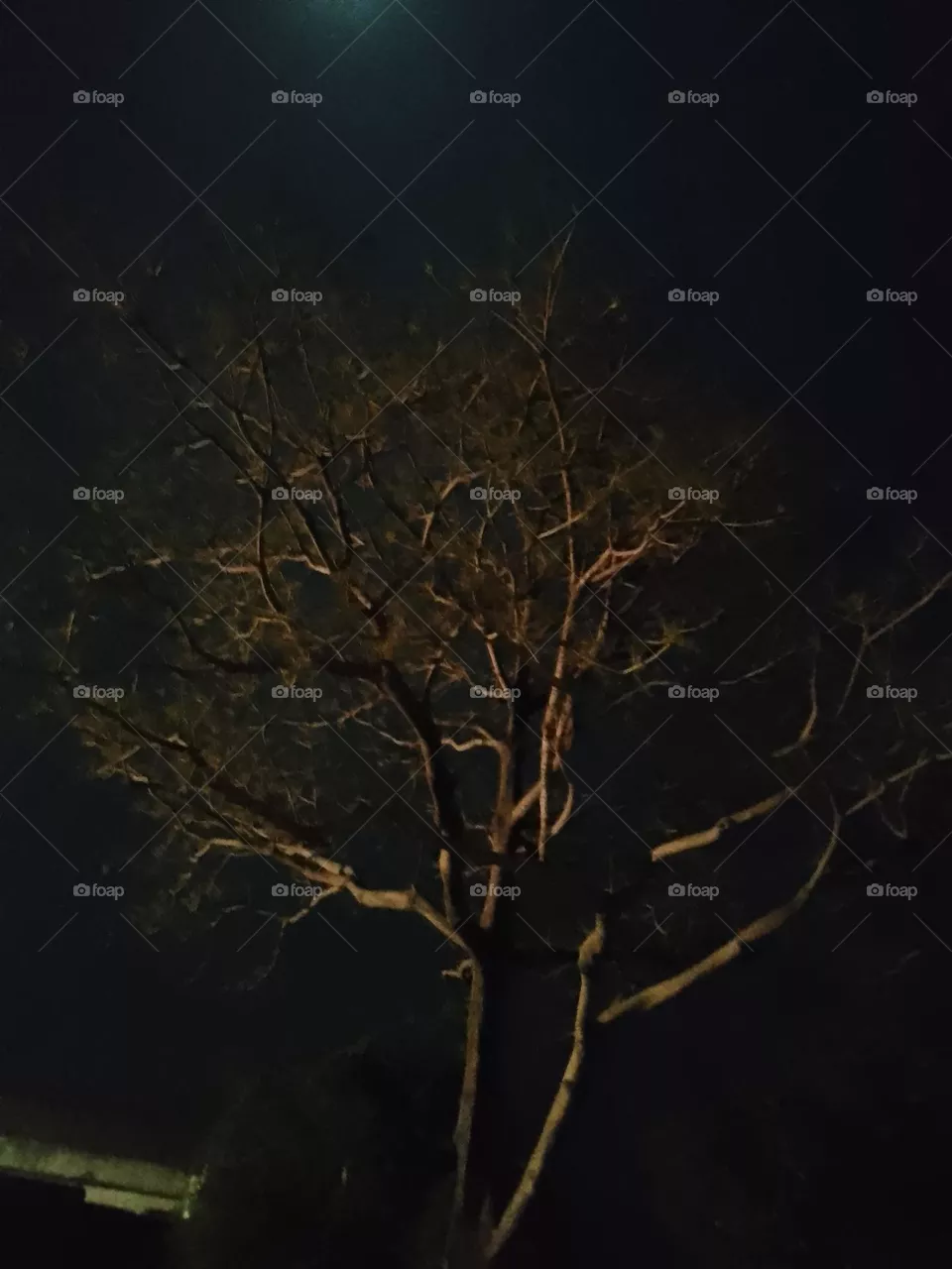 tree in night click