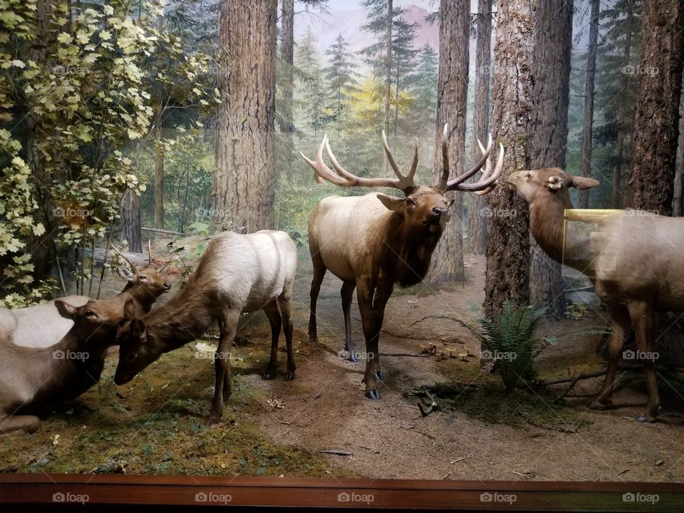Mammal, Deer, Moose, Antler, Reindeer