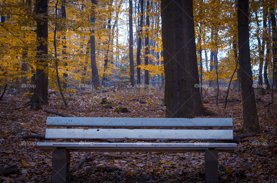 Autumn forest bench.  Autumn landscape.
