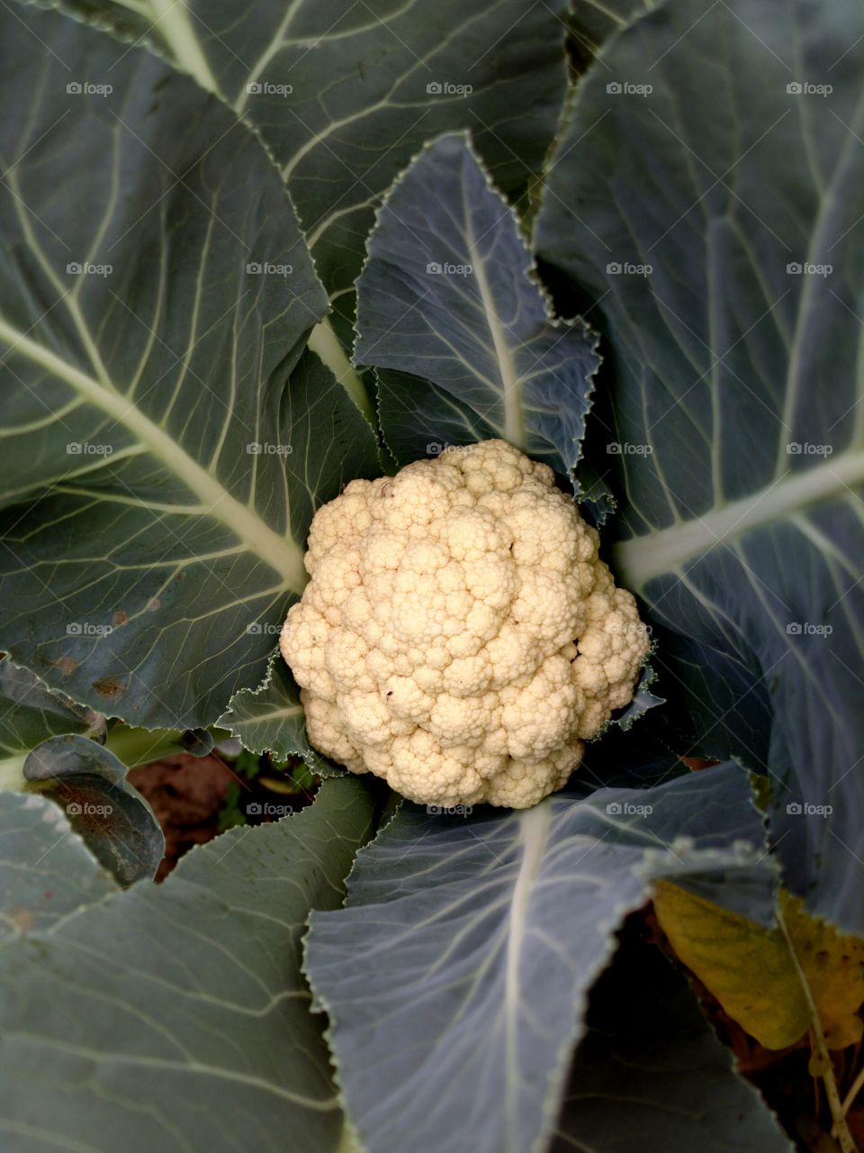 cauliflower
