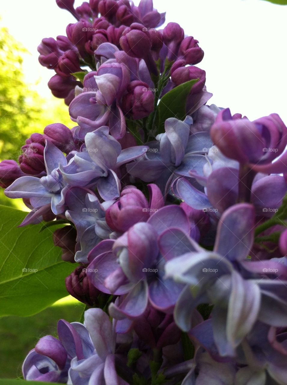 Syren Syringa Vulgaris