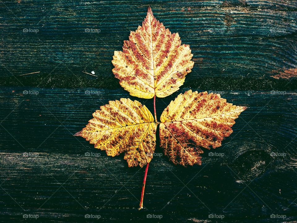 Leaf, Fall, Nature, No Person, Water