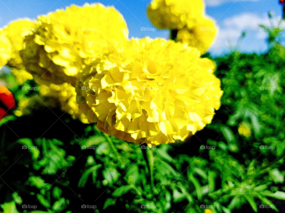 Yellow flower with green grass in the background