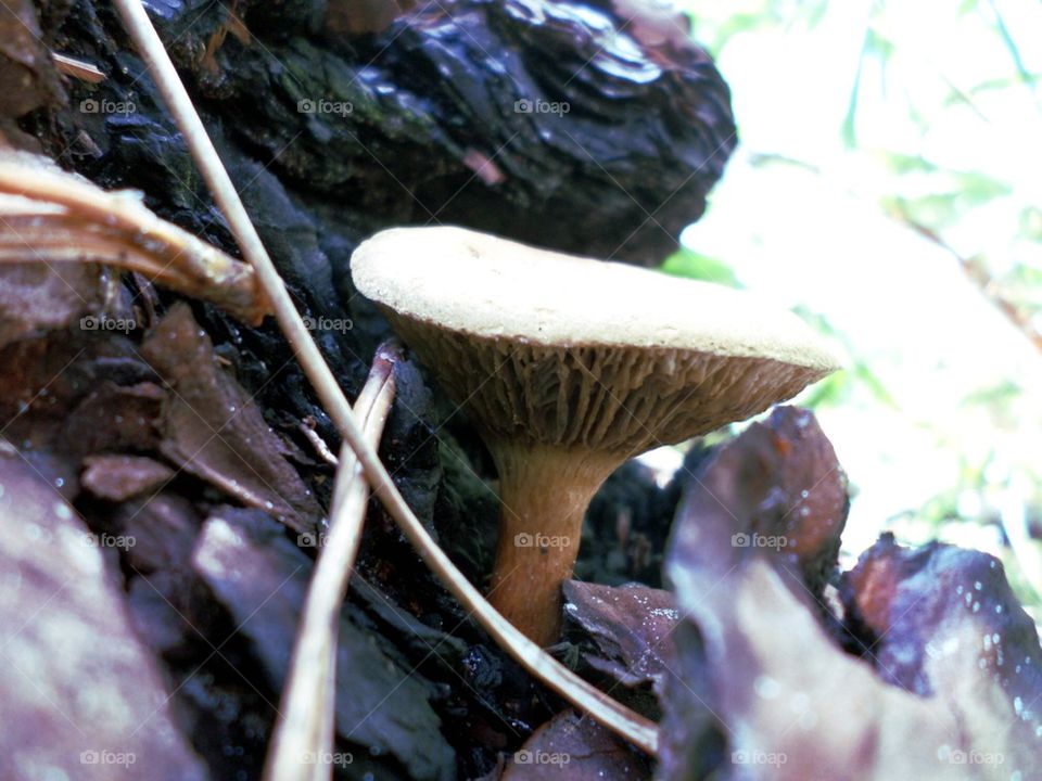forest floor fungus