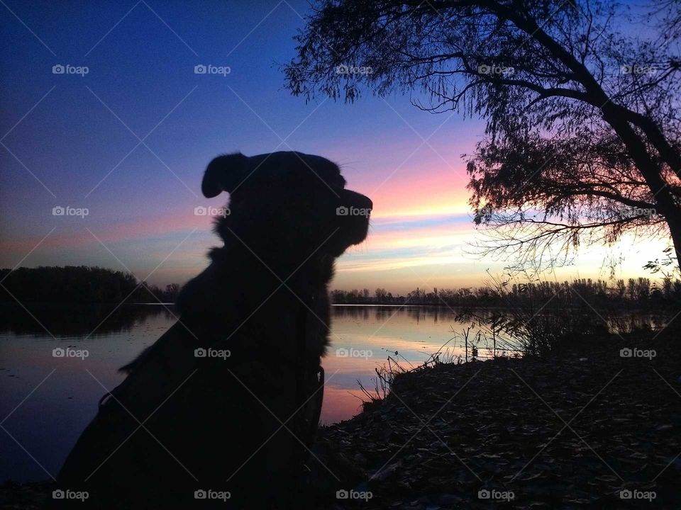 Spring walk with your dog!