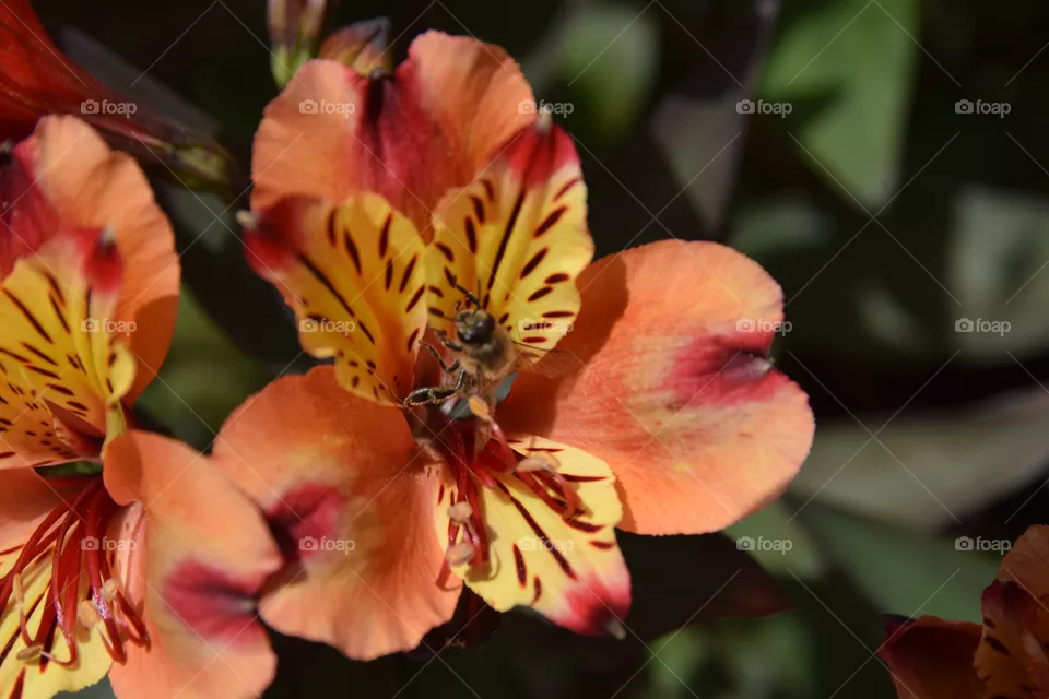 golden incal lily