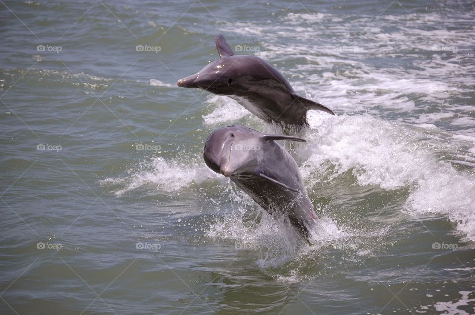 Dolphin play time. Dolphins riding in our boat's wake