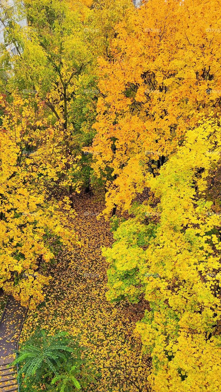 The colors of autumn