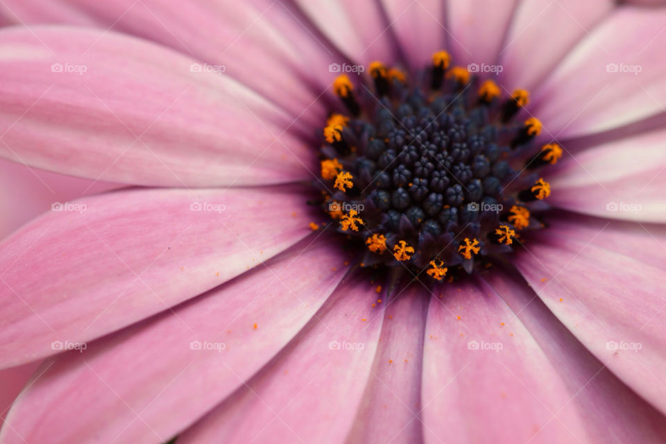 israel spring pretty pink by kandovit