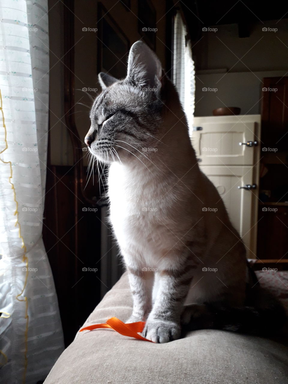 my cat playing with a ribbon