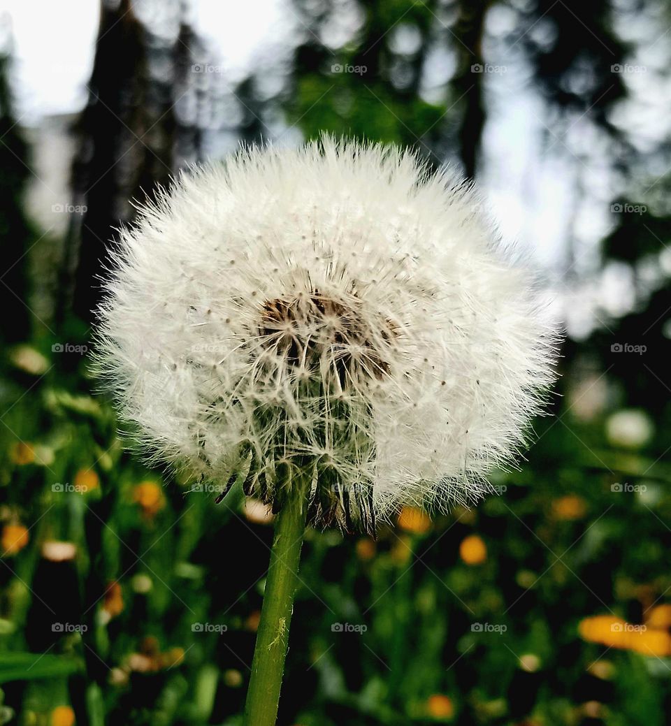 dandelion