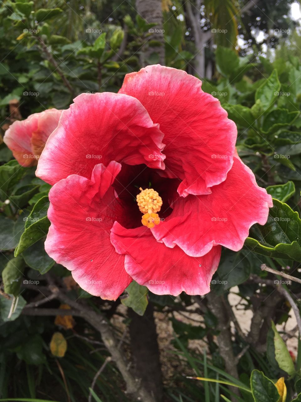 A beautiful shot of a hibiscus in Fiji
