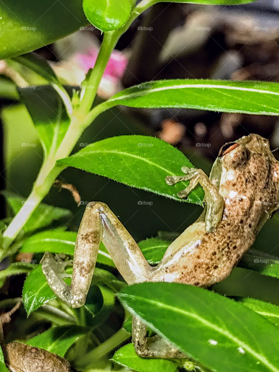 Baby Frog about to make his next move ...