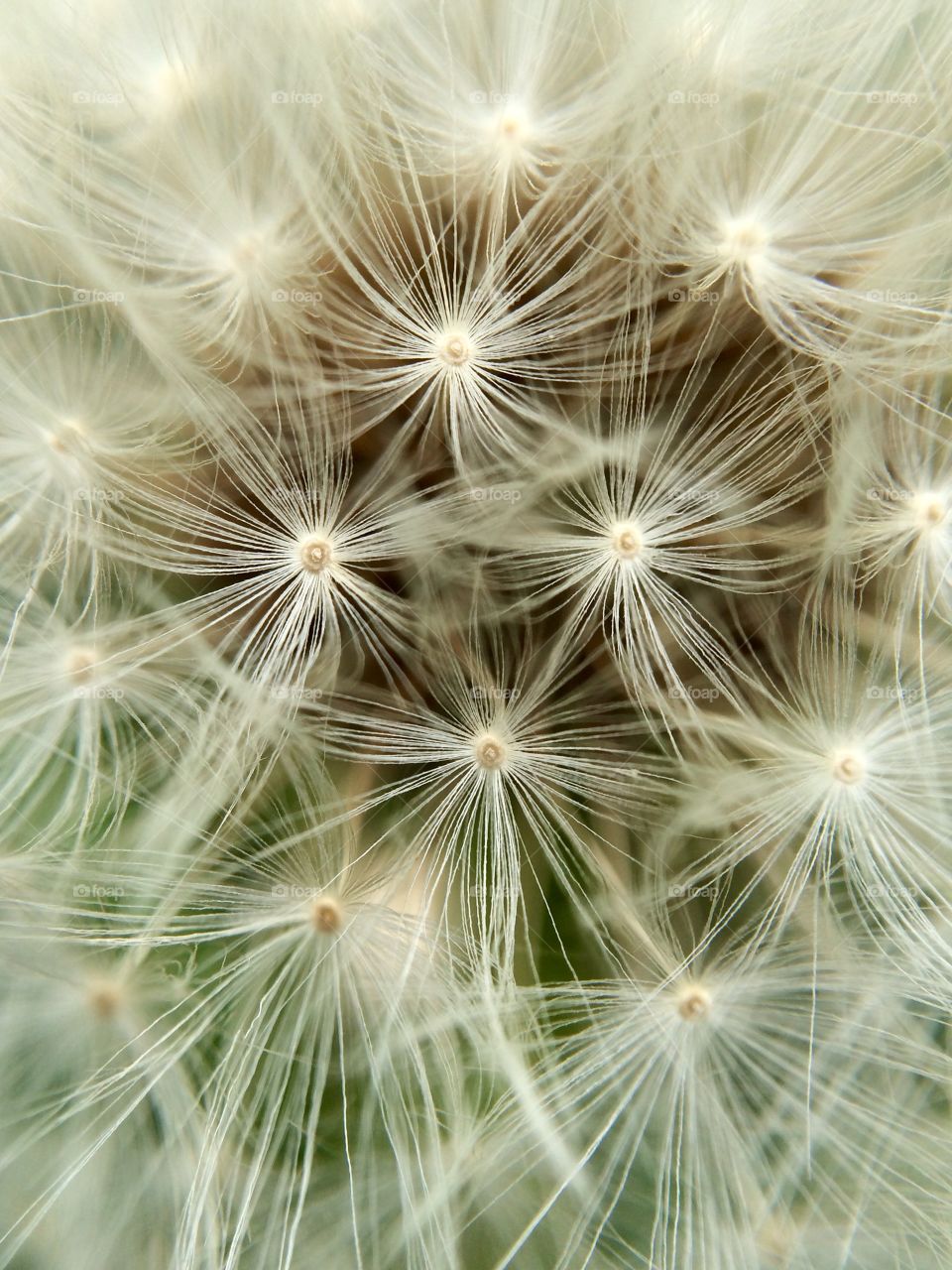 Dandelion Clock