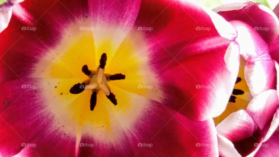 close up of a tulip nectar