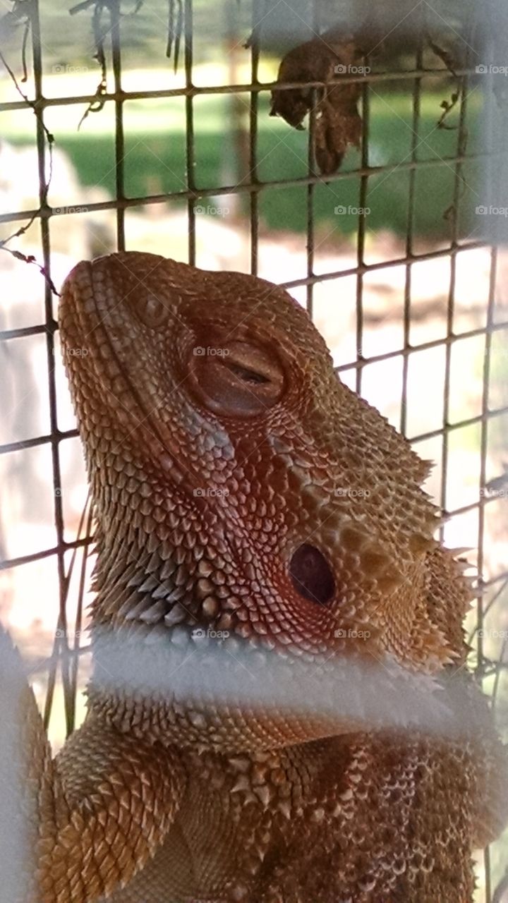 Bearded Dragon sun bathing
