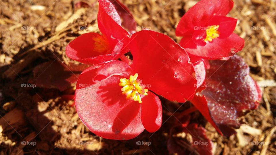 summer. red. beautiful