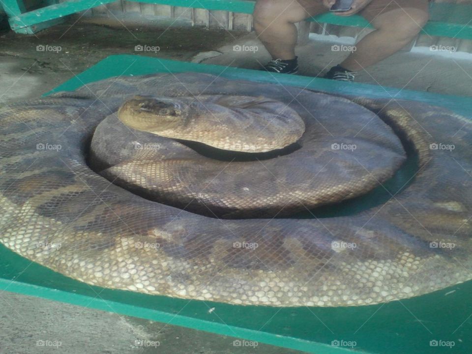 Snake from the jungle of Mindanao.
