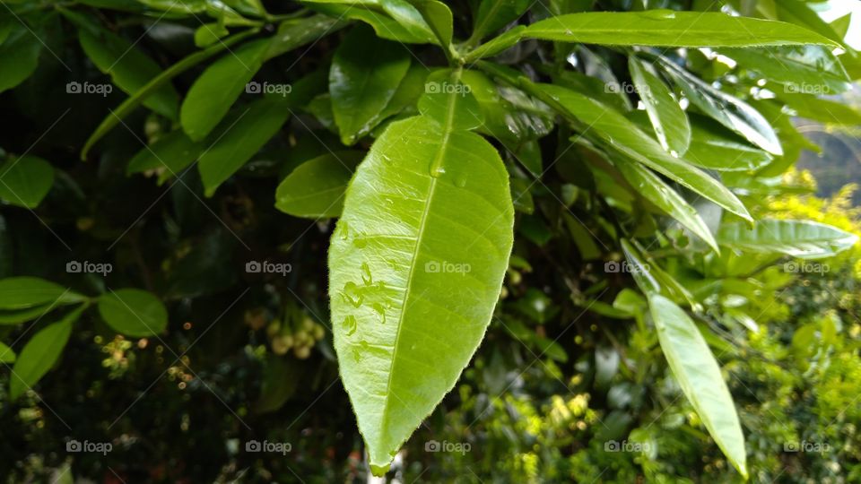 Leaf, Flora, Nature, Growth, No Person