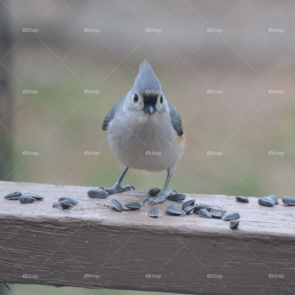 Tufted titmouse