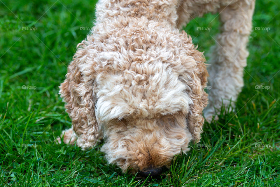 little dog sniffing lohnt grass
