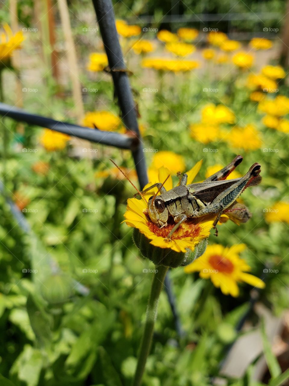 dandelion for dinner