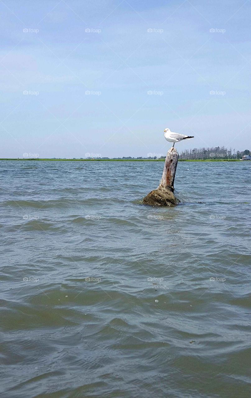 Ocean Perched