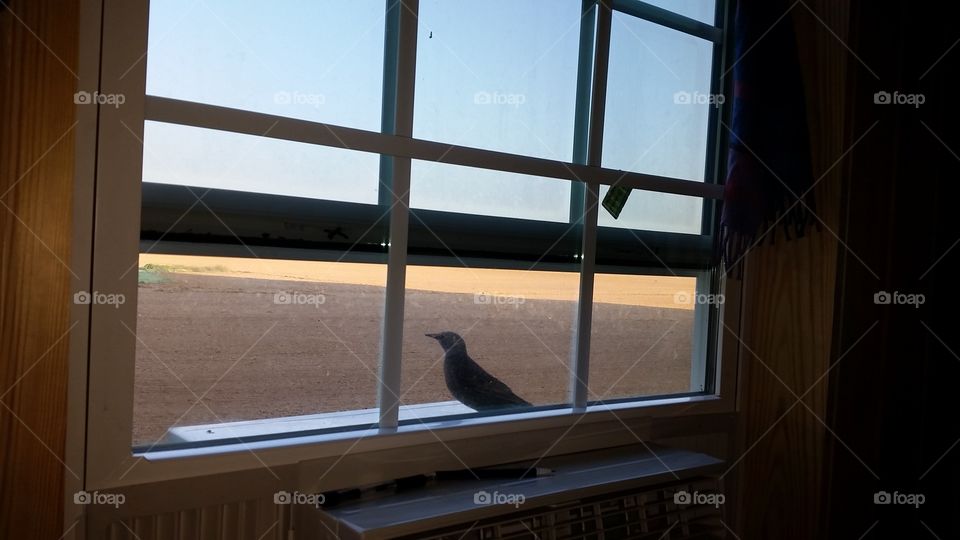 window. bird in my window