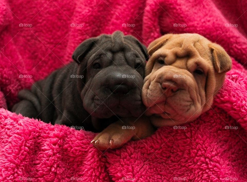 Sharpei Puppies 